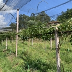 Quinta das Teixugueiras